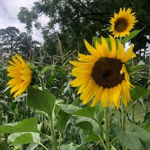 Meet your Posher, Lynn